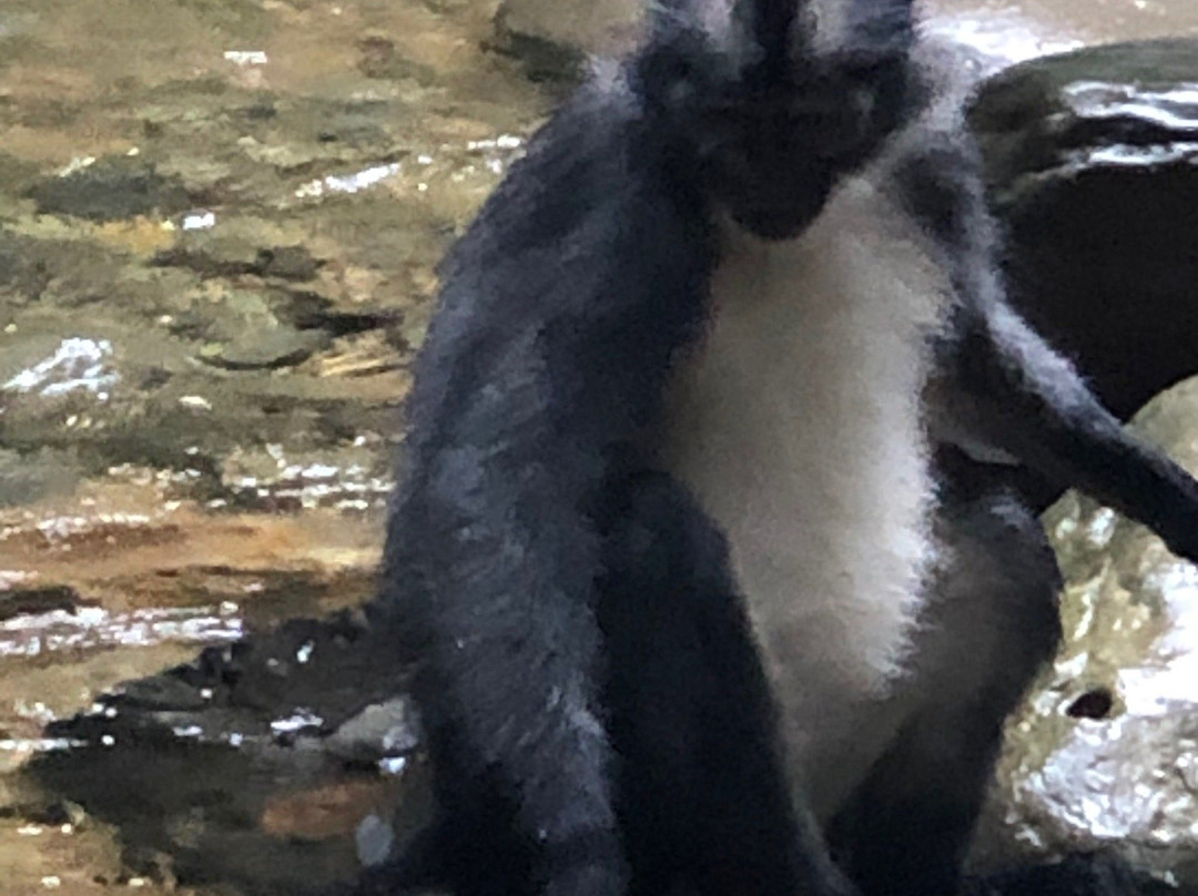 Orangutan-Country Bukit Lawang-武吉拉旺必去景点