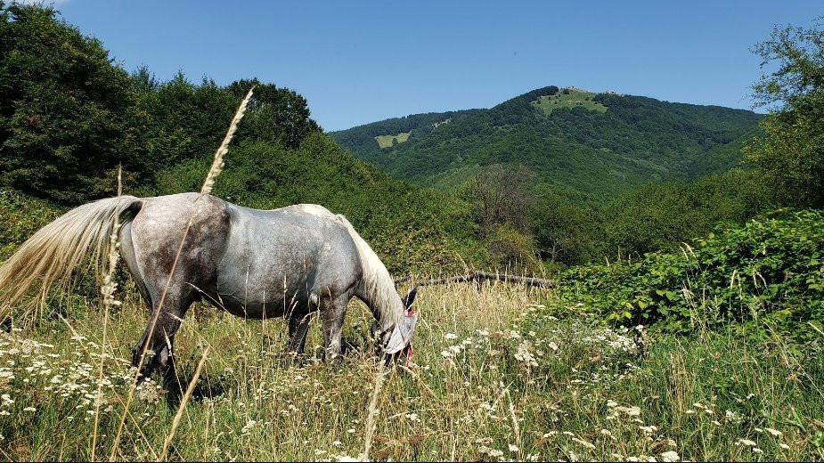Horseback Riding Camp Ezdul-Hissarya必去景点
