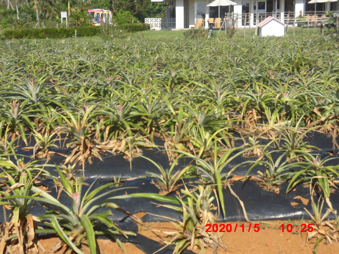 Maipari Miyakojima Island Tropical Fruit Park-宫古岛市必去景点