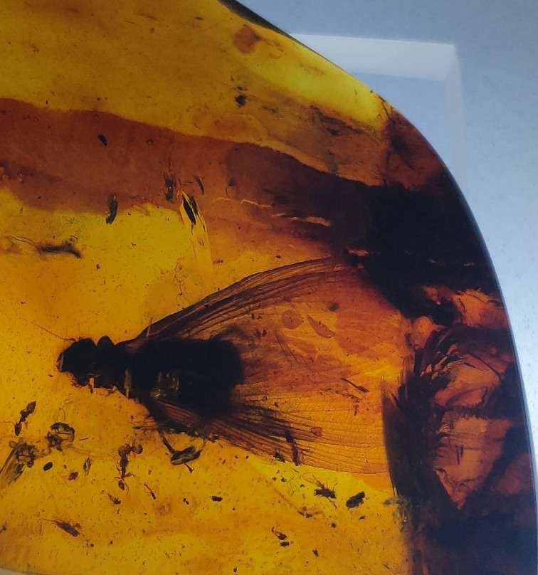 Museo del Ámbar, Lilia Mijangos-圣克里斯托瓦尔-德拉斯卡萨斯必去景点