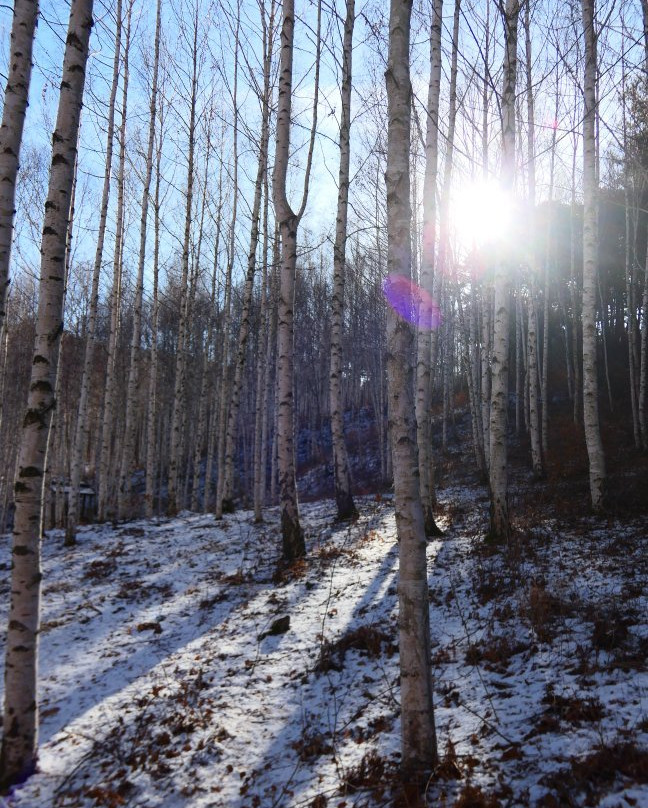 Wondaeri Birch Forest-麟蹄郡必去景点