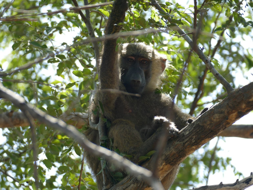 Pendjari National Park-Tanguieta必去景点