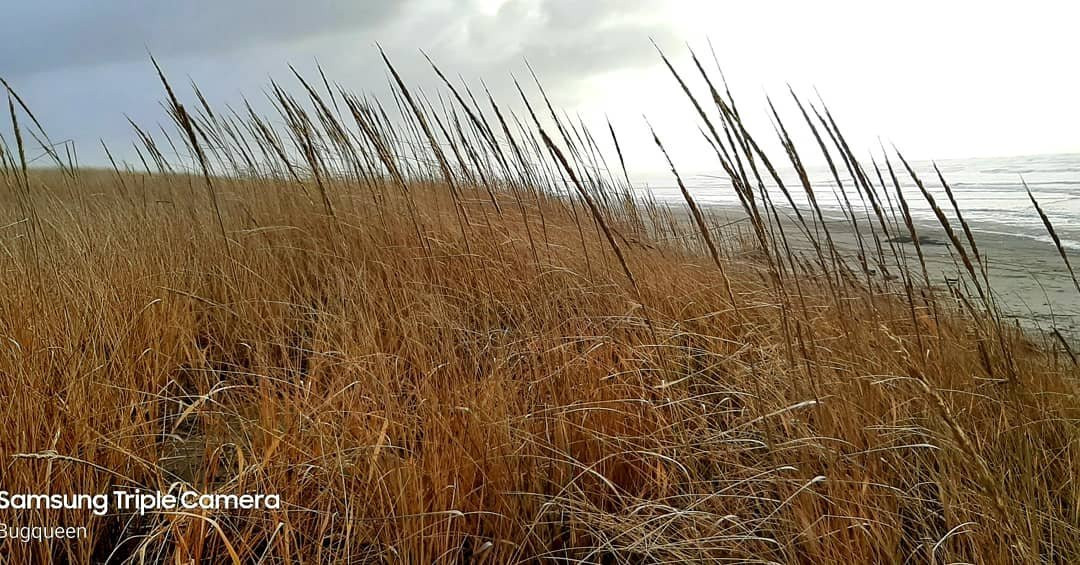 Twin Harbors Beach State Park景点图片