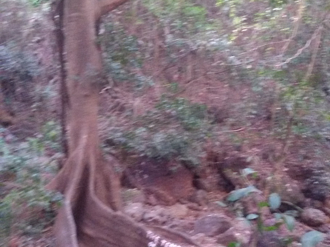 Arambol Mountain-Arambol必去景点