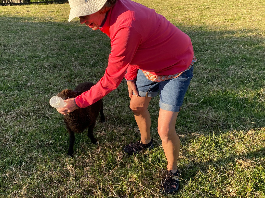 Country Homestead at Black Sheep Farm主图