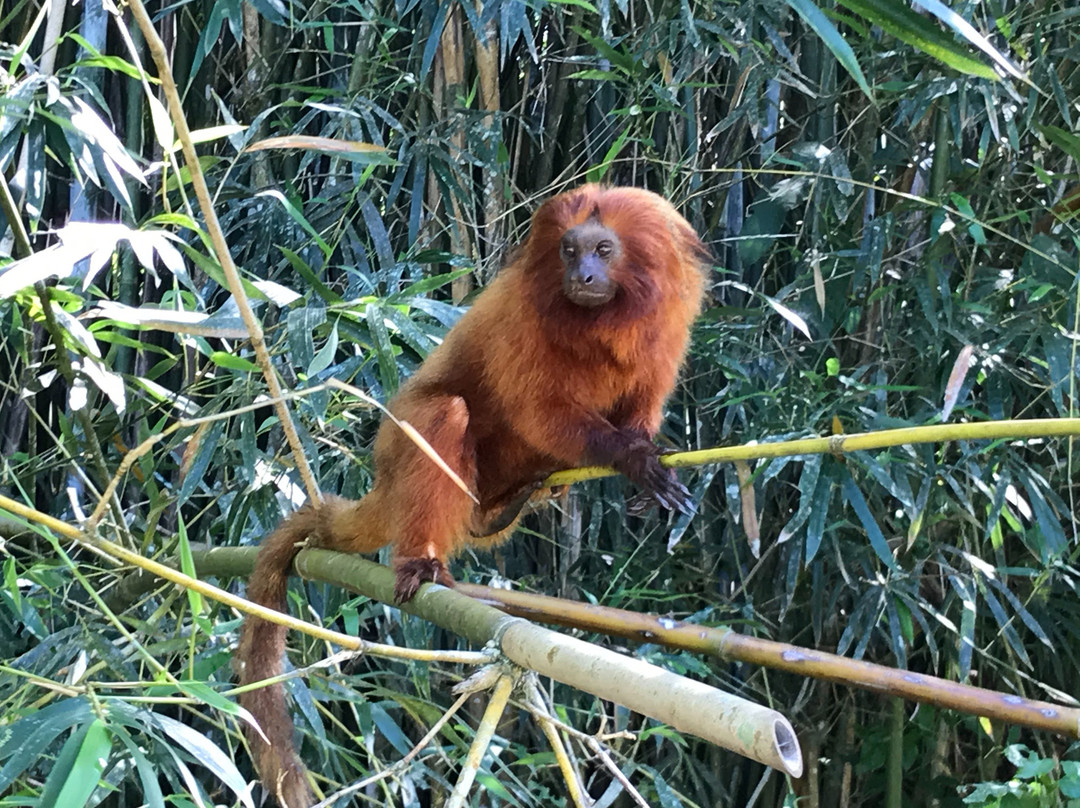 Associação Mico Leão Dourado-Silva Jardim必去景点