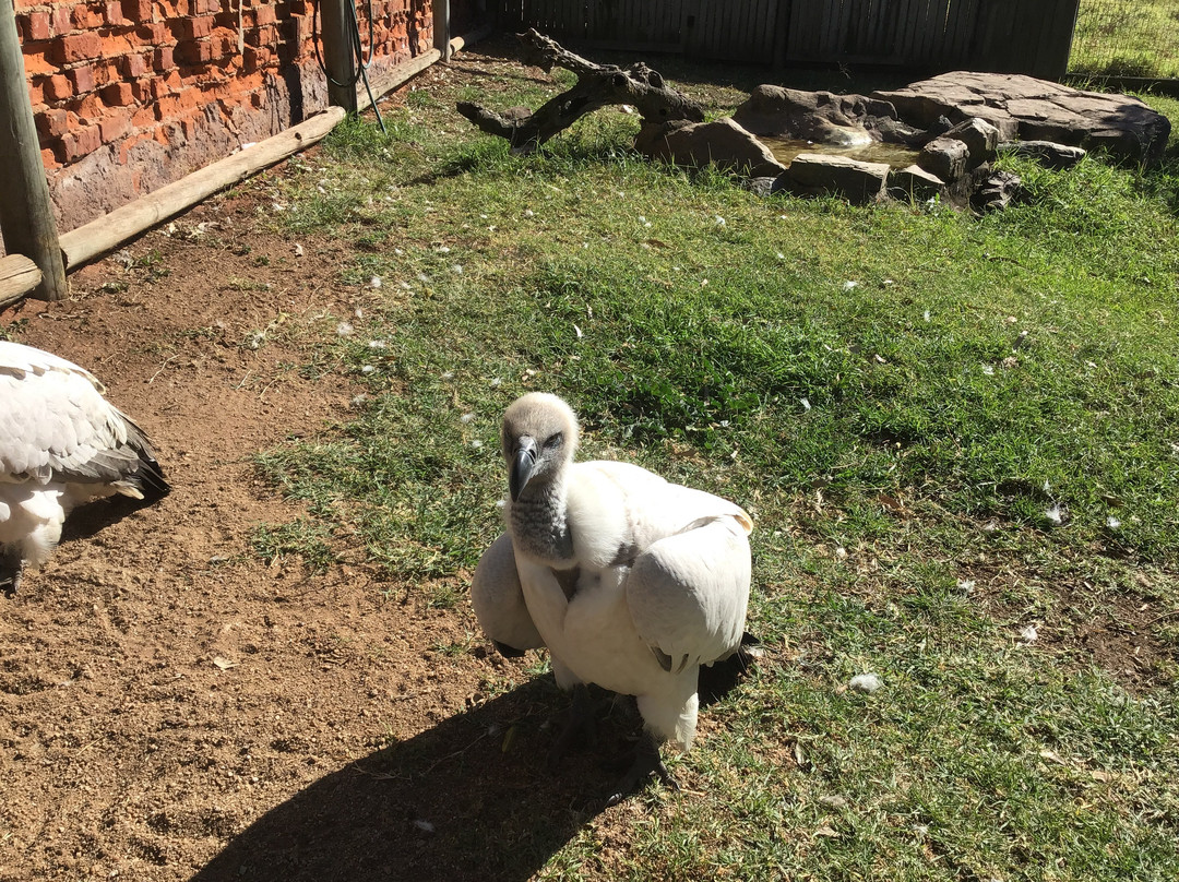 African Raptor Centre-彼得马里茨堡必去景点