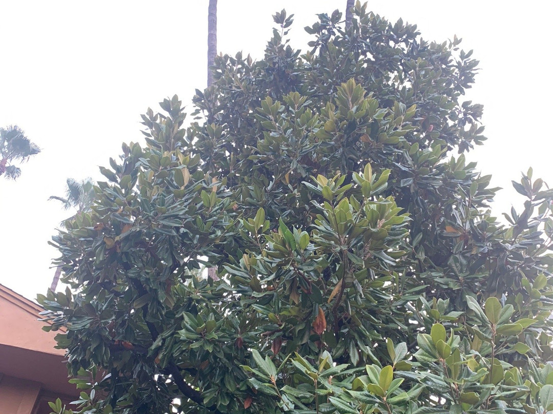 Best Western Pine Tree Motel主图