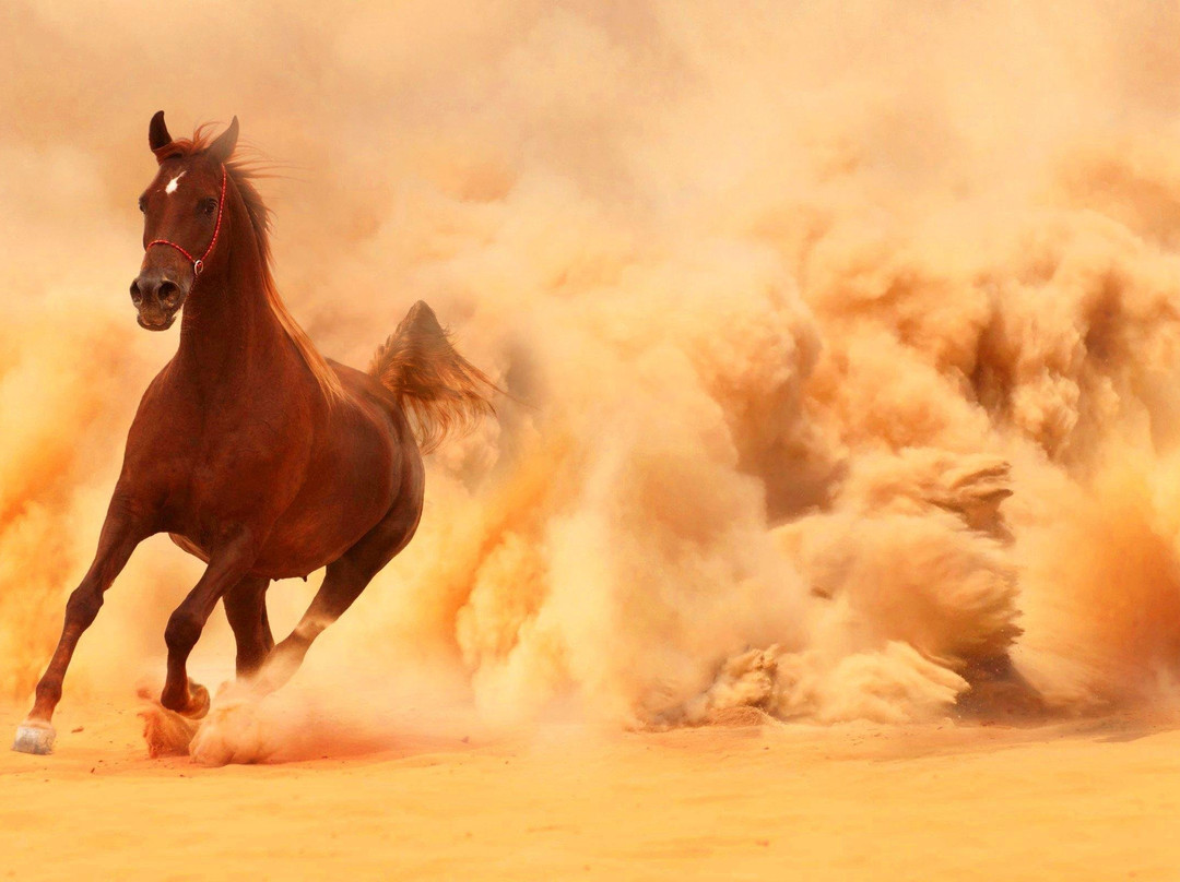 Zagora desert Horse-扎古拉必去景点