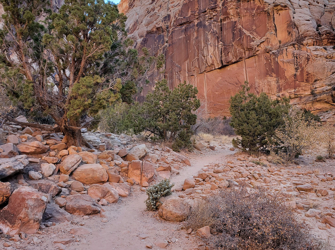 Capitol Gorge Trail景点图片