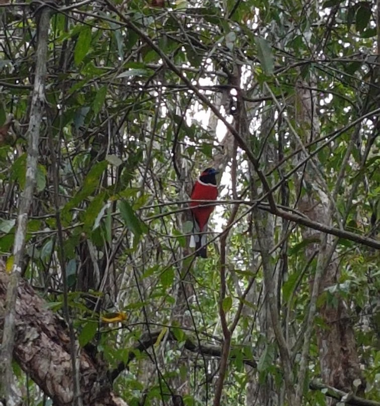 Way Kambas National Park-Lampung必去景点