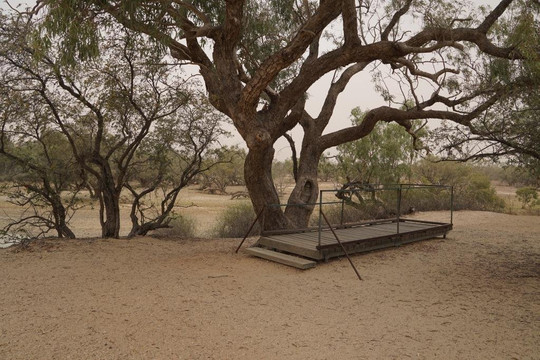 Burke and Wills Tree-Thargomindah必去景点