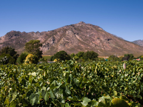 Kirabo Wines-Rawsonville必去景点