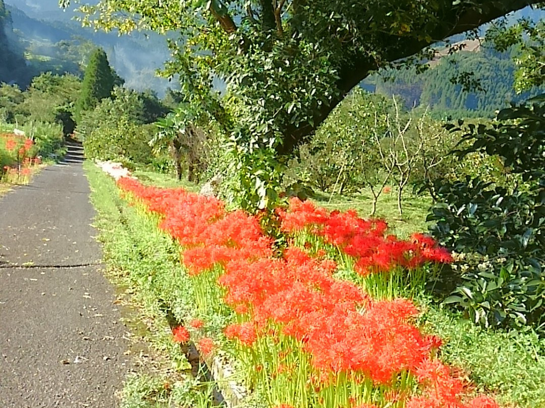 Sakamoto Rice Terrace-日南市必去景点