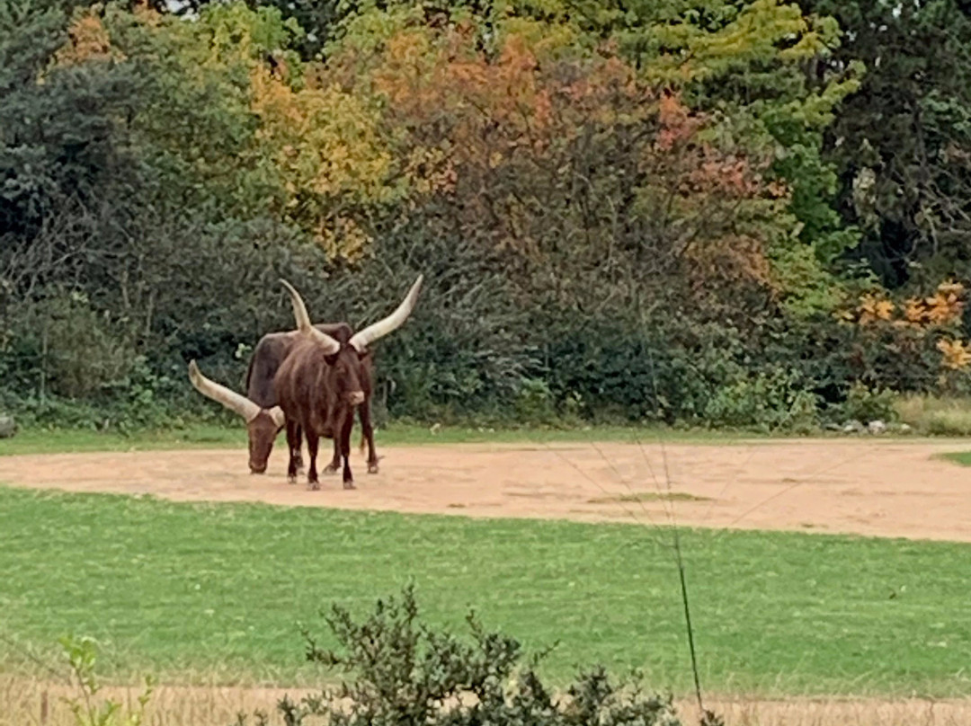 Zoo de Lyon景点图片