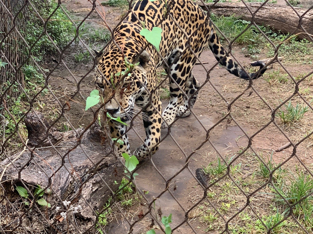 Cameron Park Zoo-韦科必去景点