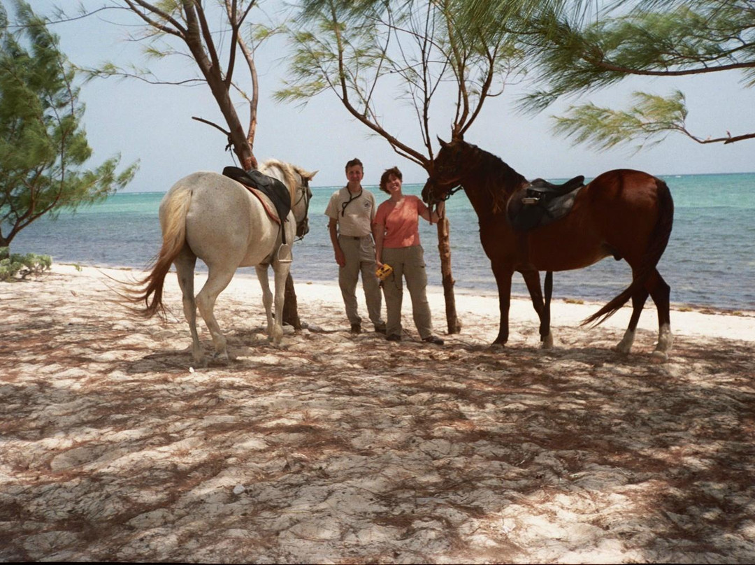 Cayman Horse Riding景点图片