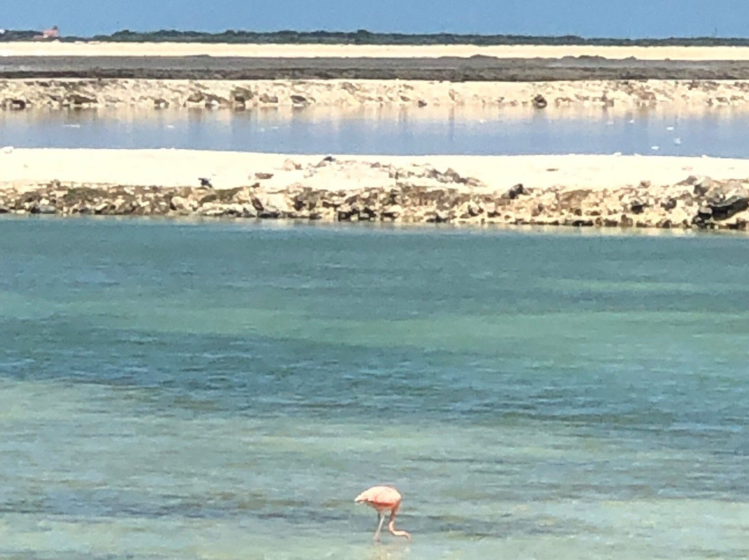 Bonaire Tours & Vacations-Kralendijk必去景点