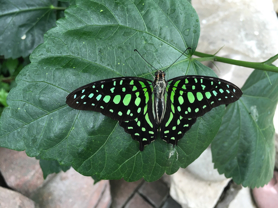 Butterfly House-Whitehouse必去景点
