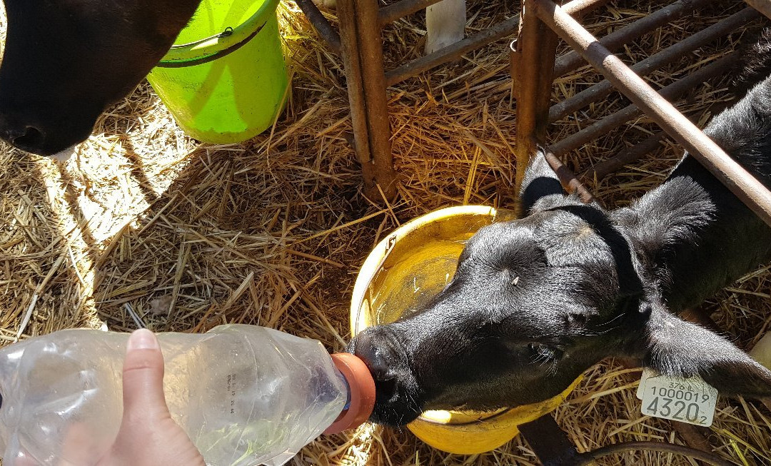 Shvil Parot HaChalav (Milky Cow Way)-Beit Lechem Haglilit必去景点