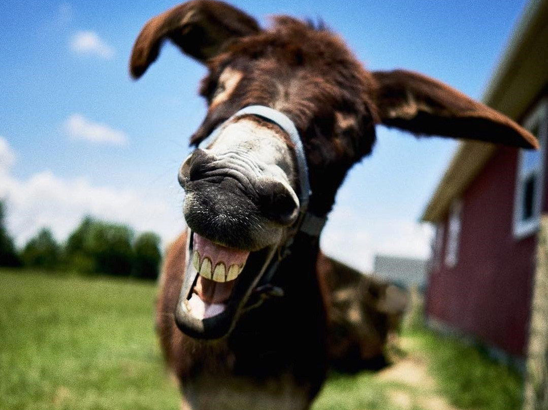 Sunrise Animal Sanctuary