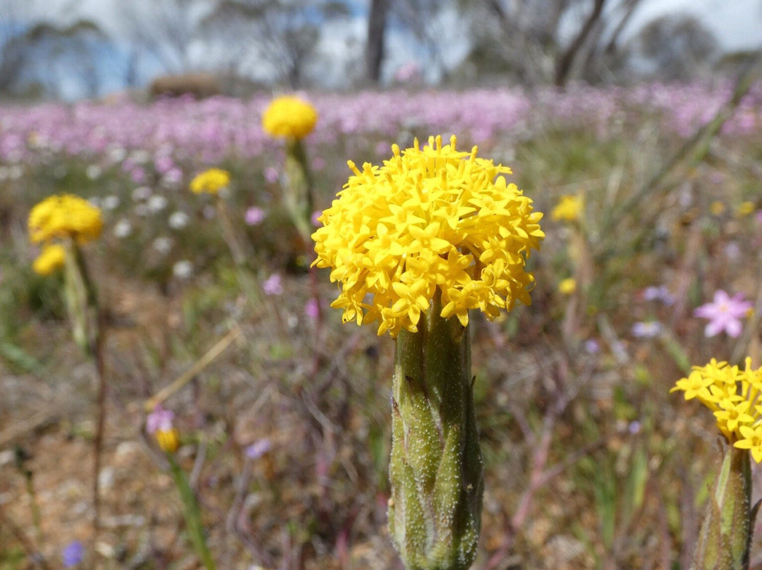 Kellerberrin Hill Lookout-Kellerberrin必去景点
