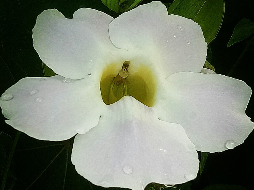 Brahmaputra Jungle Resort主图