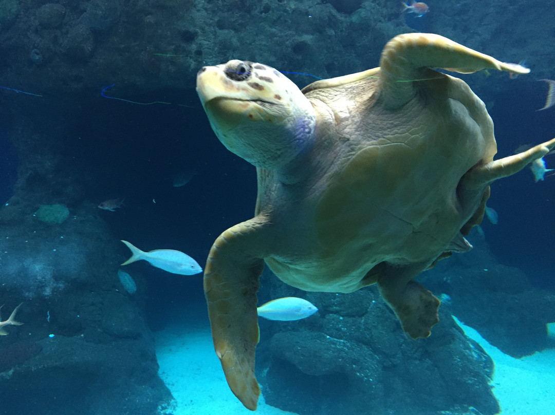 佛罗里达水族馆景点图片