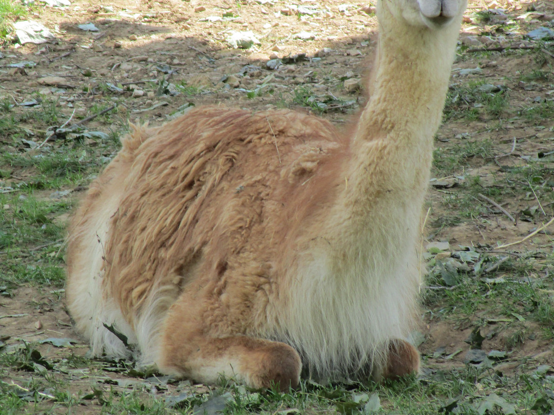 Zoo Kosice-科希策必去景点