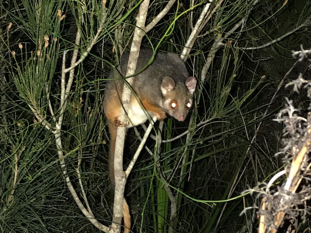 Warriewood Wetlands景点图片