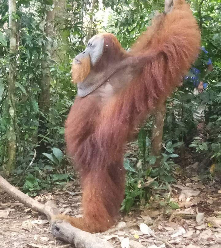 Bukitlawang Trek - Private Day Tours-Bohorok必去景点