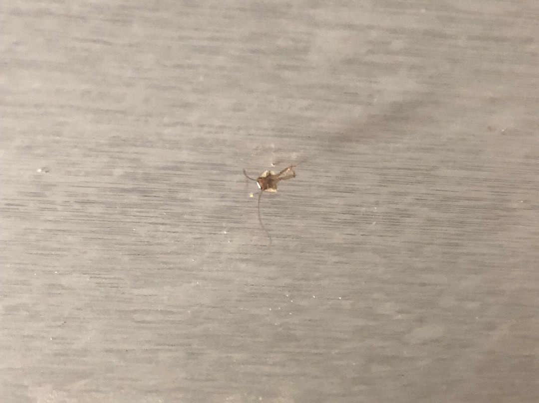 嘉西诺别墅酒店主图