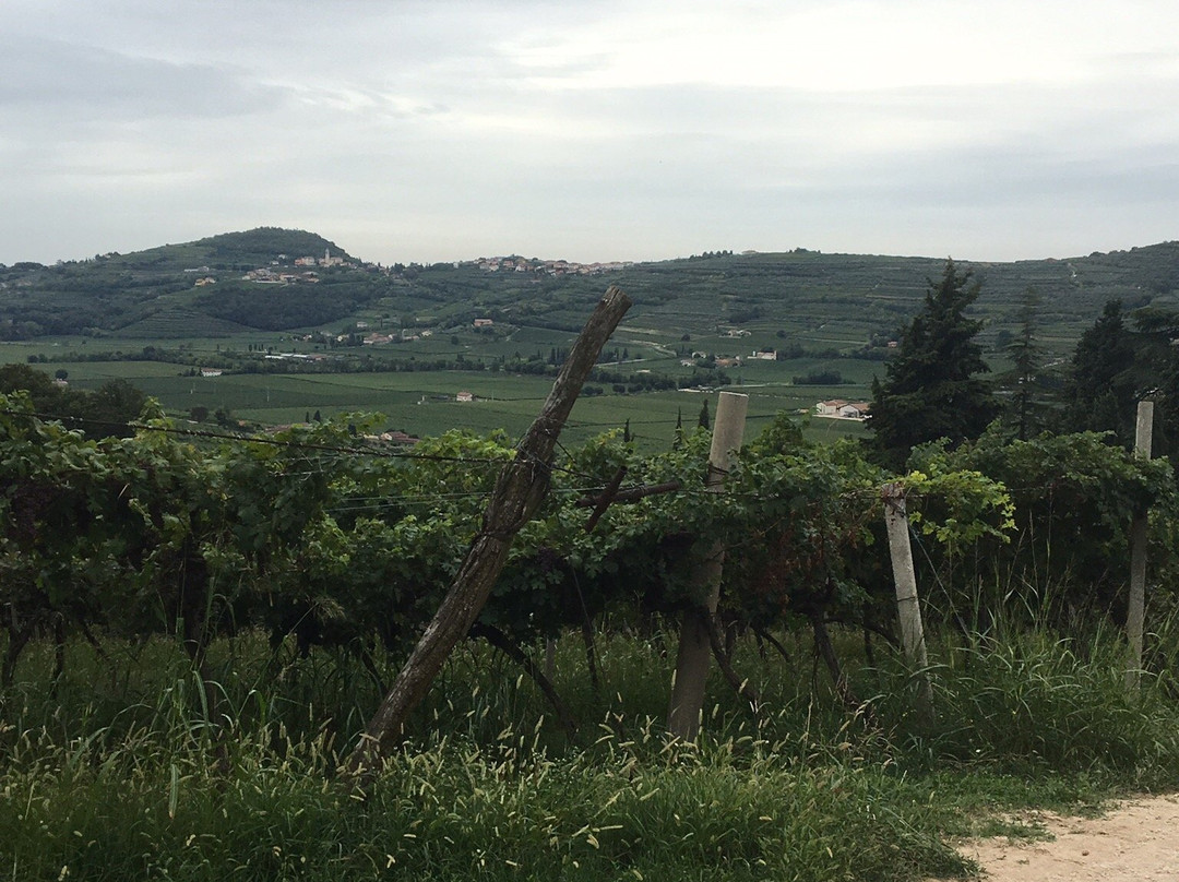 Massimago Winery景点图片