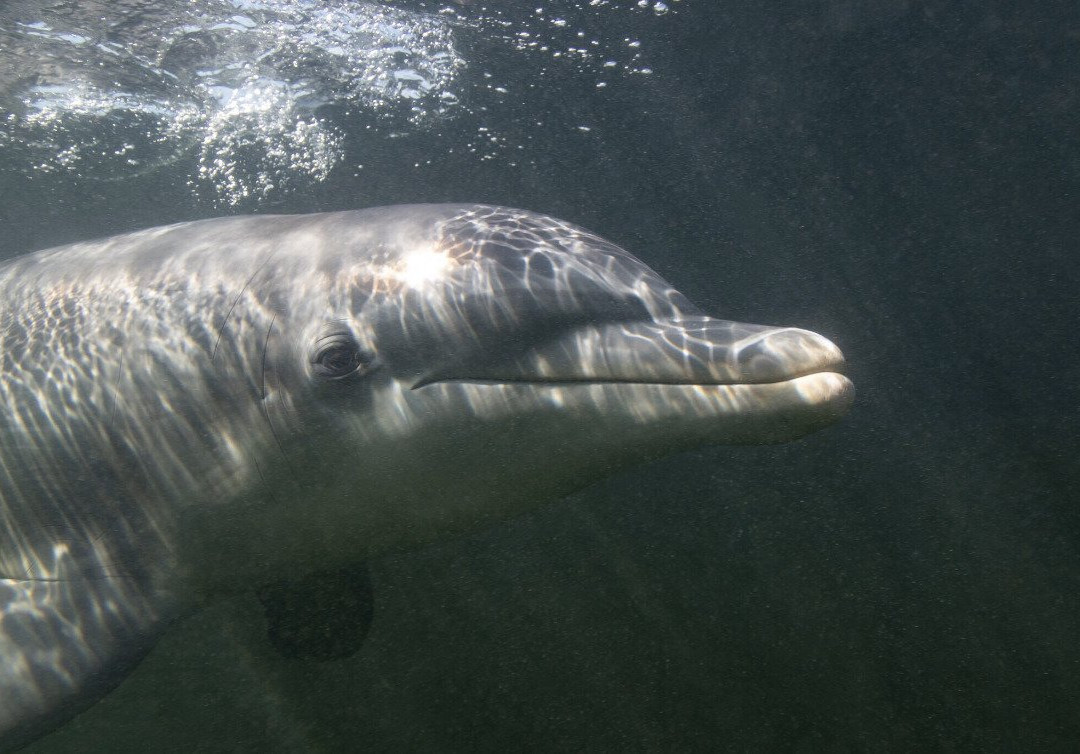 Island Dolphin Care景点图片