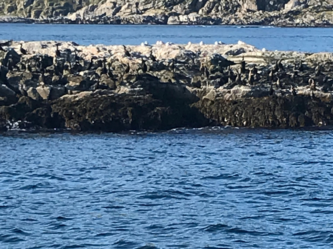 Gjesvaerstappan Nesting Cliffs, Nordkapp景点图片