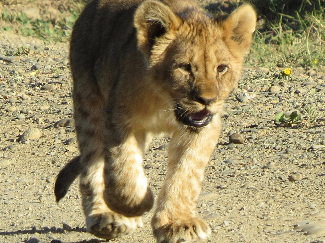 Shamwari Private Game Reserve-伊丽莎白港必去景点