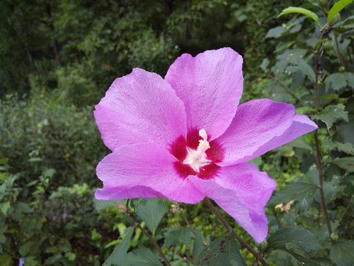 Mukuge Nature Park-皆野町必去景点