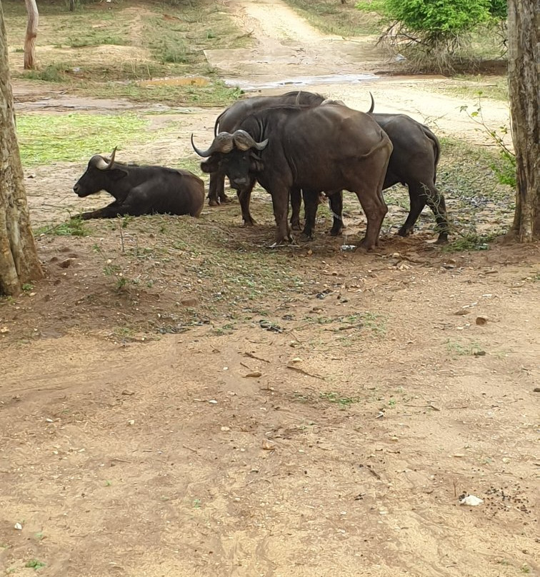 Ridiyagama Safari Park景点图片
