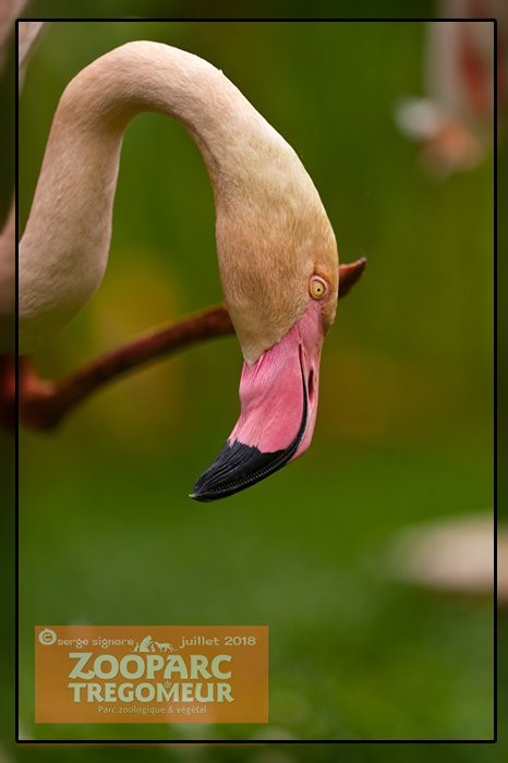 ZooParc de Trégomeur景点图片
