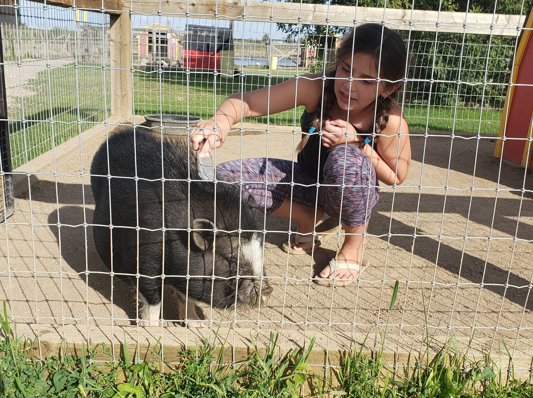 Border City Petting Zoo-劳埃德明斯特必去景点