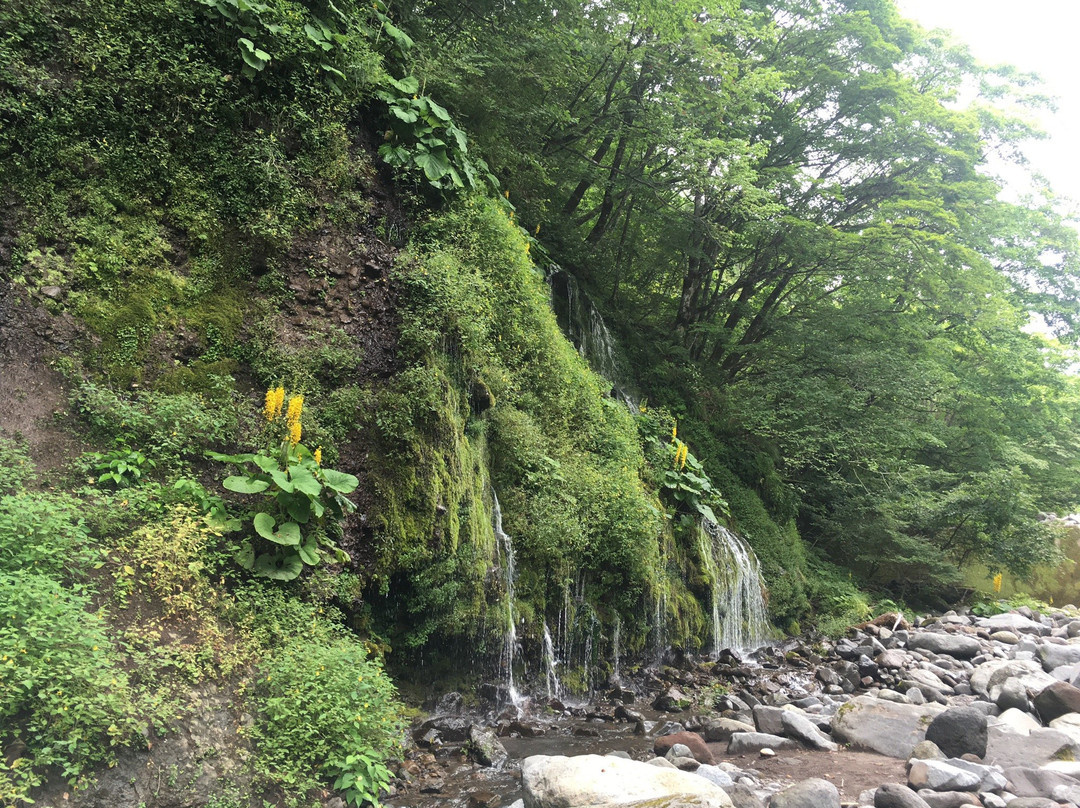 Forest Utsukushinomori景点图片