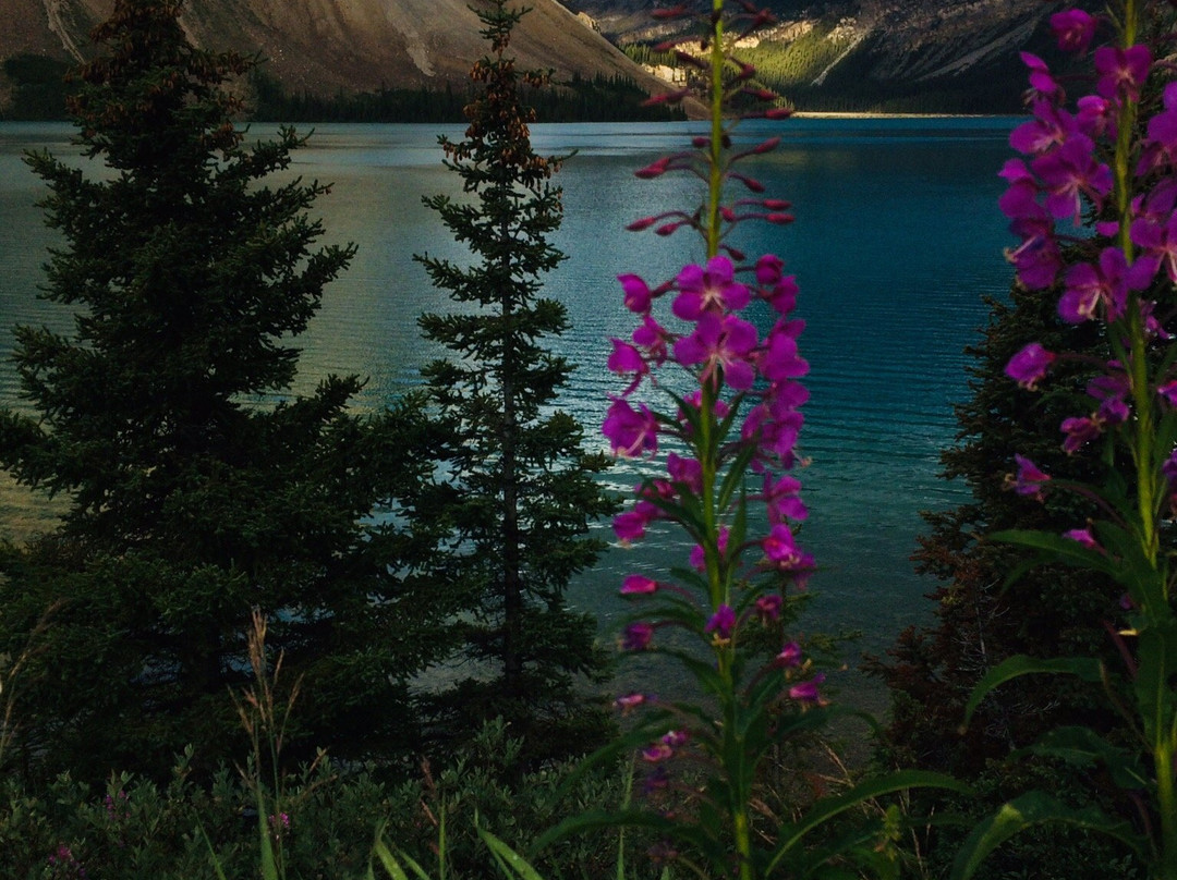 Bow Glacier Falls Trail景点图片