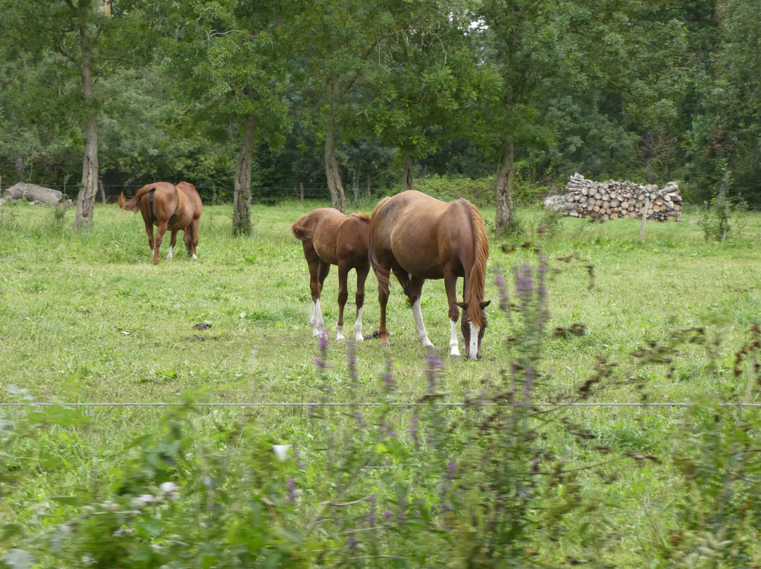 Le Petit Train du Marais Poitevin-Coulon必去景点