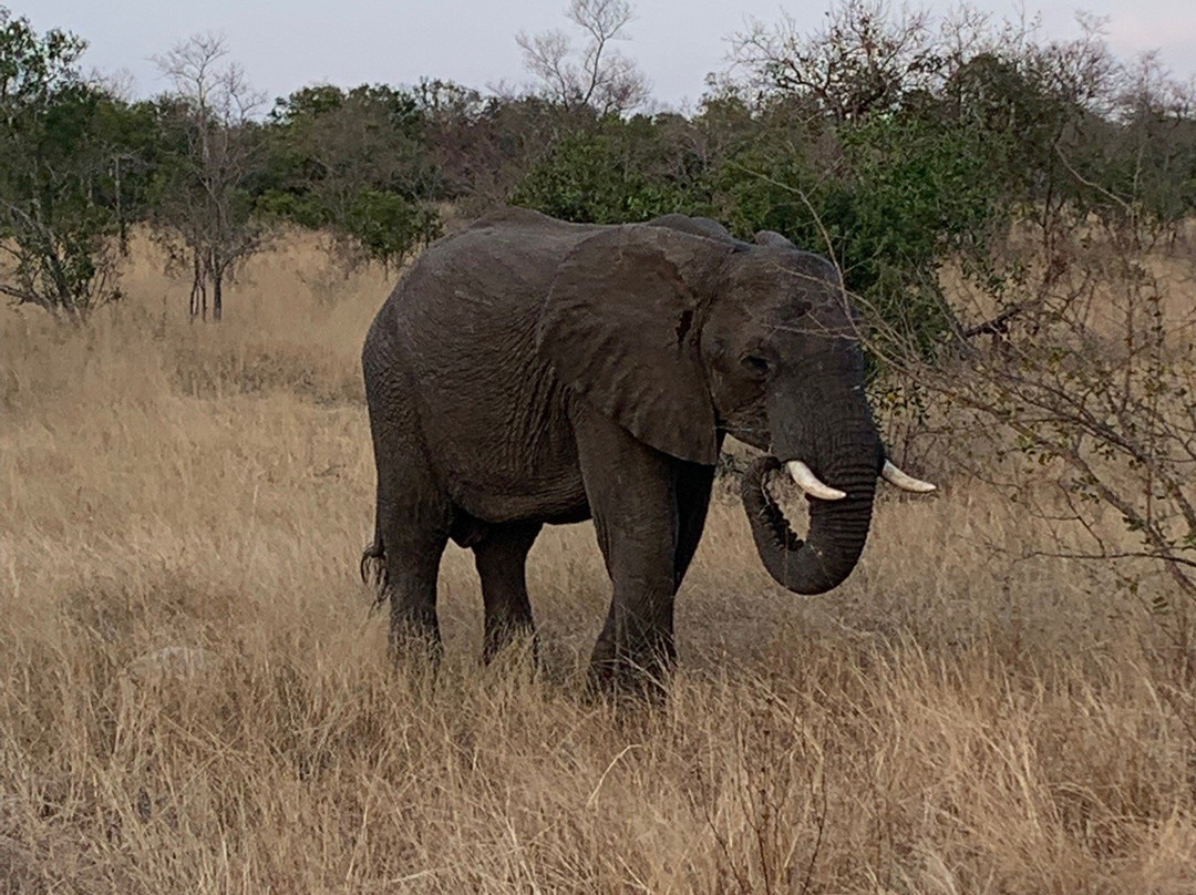 Kruger Park Tours - Kruger Game Drive-雾观必去景点