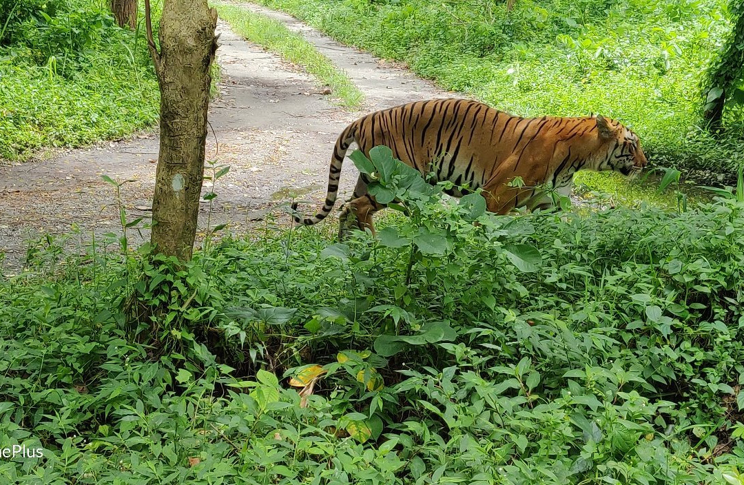 Bengal Safari-西里古里必去景点