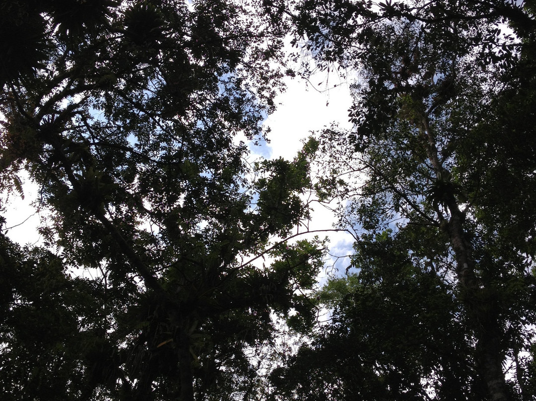 Cachoeira Do Pitú-卡纳内亚必去景点