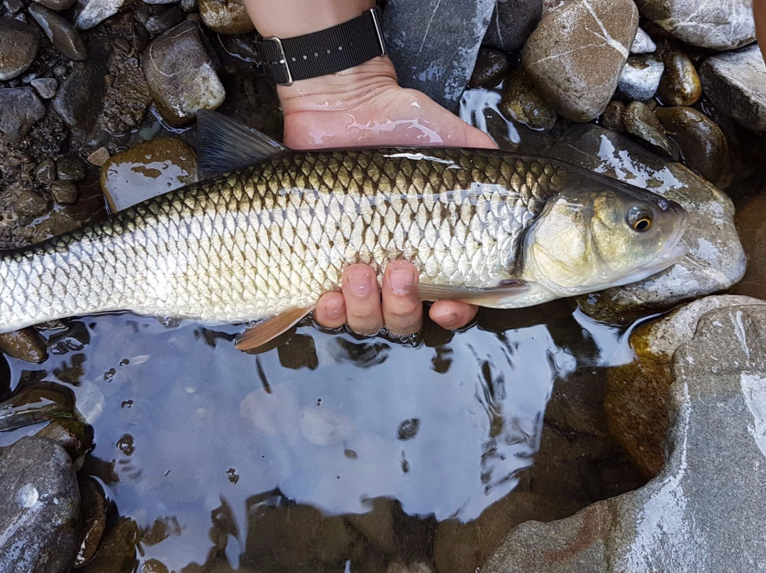 Upstreamflyfishing景点图片