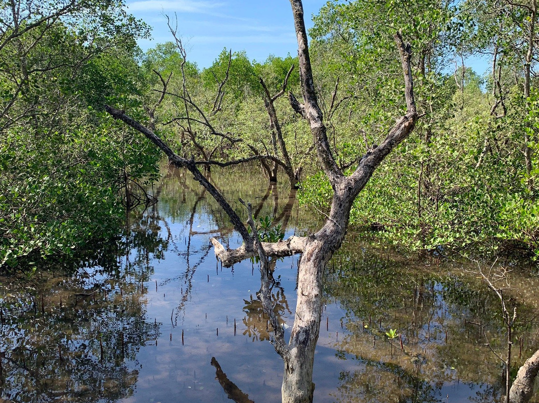 Mangrove Forest Batukaras-庞岸达兰必去景点