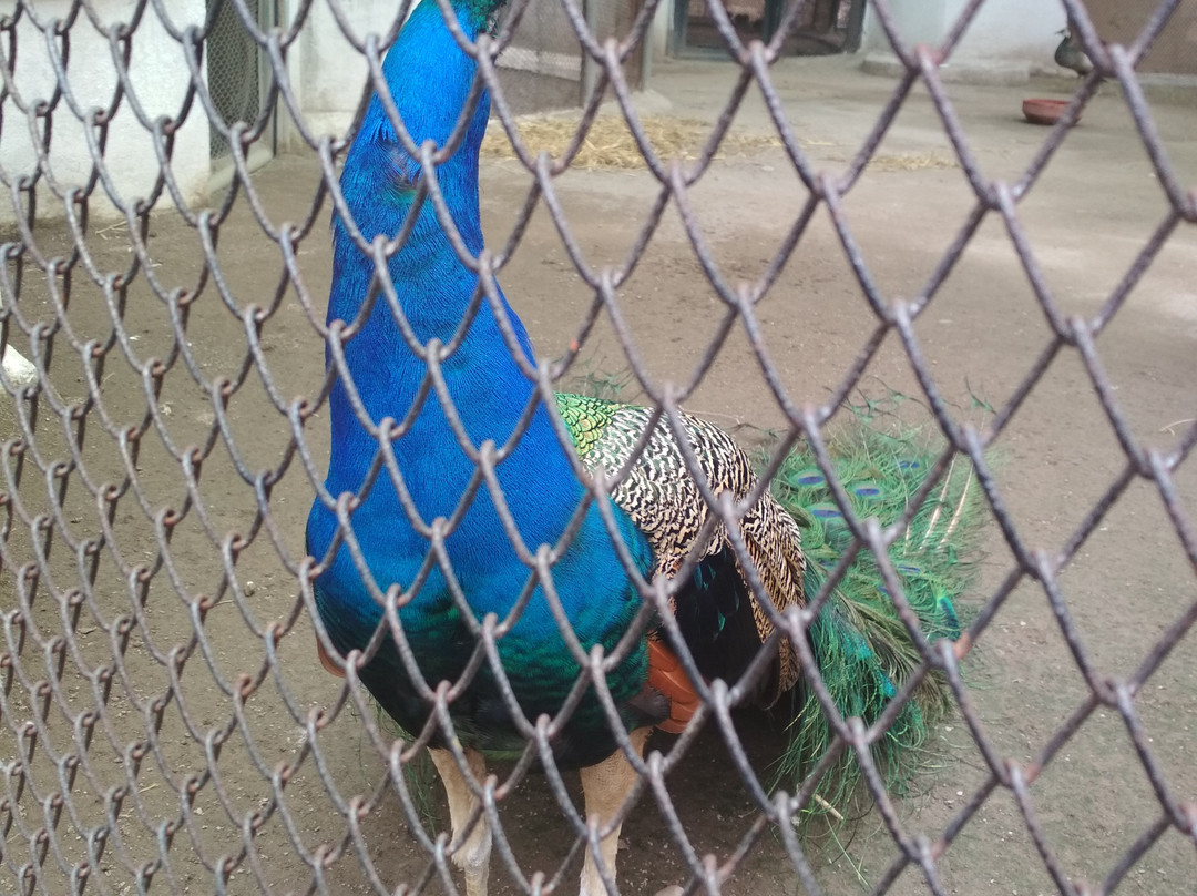 ChhattBir Zoo-Panchkula必去景点