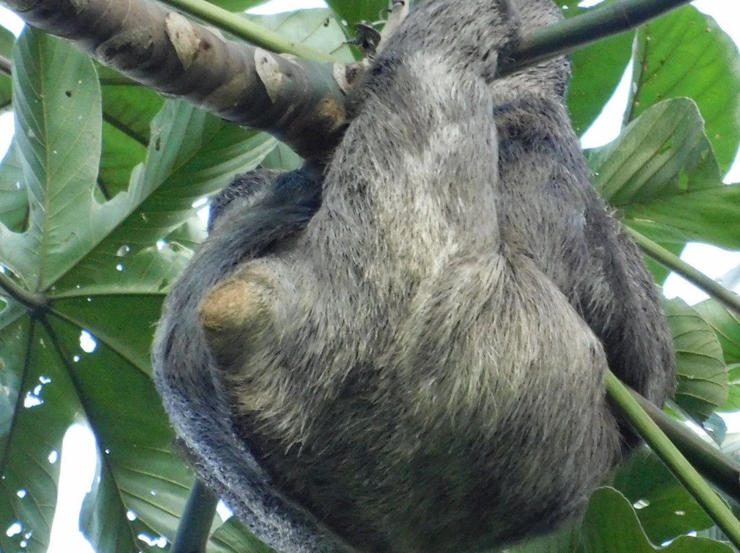 REGUA - Reserva Ecológica de Guapiaçu景点图片